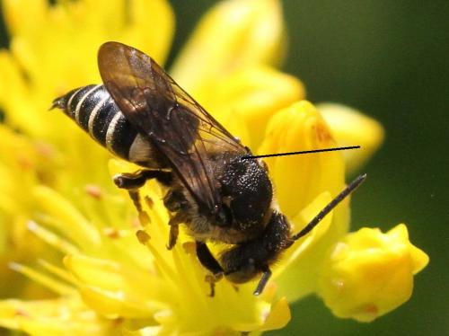 Coelioxys elongata